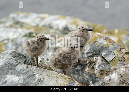 Trois poussins moelleux d'un mouette, larus argentatus, qui se tient sur les rochers de nature norvégienne Banque D'Images