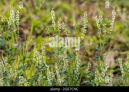 Trèfle au miel / Melilot blanc / trèfle Bokhara / Sweet trèfle blanc / trèfle doux (Melilotus albus) en fleur est l'été Banque D'Images