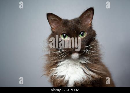 LaPerm Cat brun chocolat blanc avec fourrure de longhair mauriade regardant l'appareil photo curieusement sur fond gris Banque D'Images