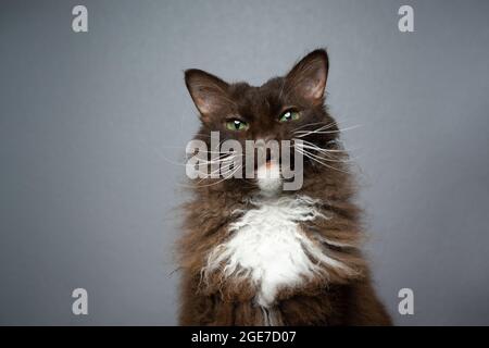 LaPerm Cat brun chocolat blanc avec fourrure de longhair mauriade faire face drôle regardant l'appareil photo sur fond gris Banque D'Images