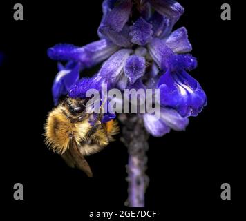 Macro d'un bourdon sur une fleur bleue Banque D'Images
