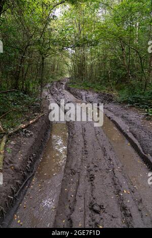 Vue de l'activité illégale de 4x4 dans les bois causant de graves dommages, Notinghamshire, Royaume-Uni, août Banque D'Images