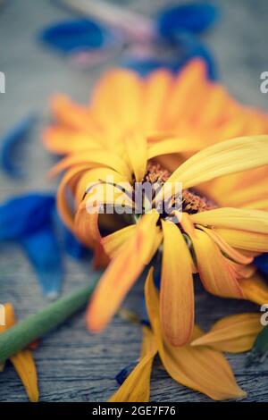 Gros plan d'une fleur jaune sauvage Banque D'Images
