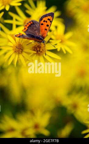 Petit papillon en cuivre (Lycaenia Phlaeas) sur des fleurs jaunes Banque D'Images