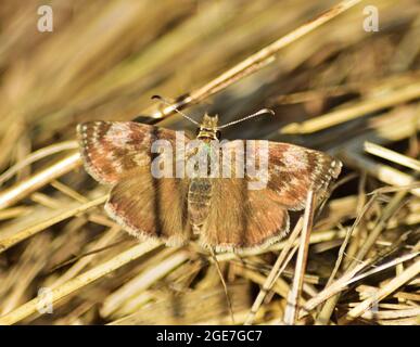 Erynnis tages, skipper dingy Banque D'Images