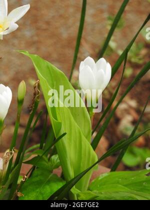 Gros plan de belle couleur blanche Crocus hyemalis ou Crocus hollandais avec plusieurs fleurs dans une plante Banque D'Images