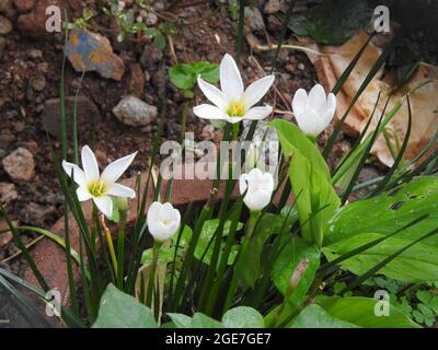 Gros plan de belle couleur blanche Crocus hyemalis ou Crocus hollandais avec plusieurs fleurs dans une plante Banque D'Images
