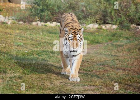 Le grand tigre de sibérie marche sur un pré d'automne. Tigre d'Amour. Panthera tigris tigris. Animaux dans la faune. Banque D'Images
