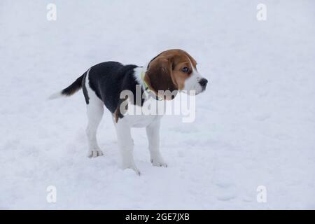 Le petit chien de beagle anglais est debout sur une neige blanche dans le parc d'hiver. Quatre mois. Animaux de compagnie. Chien de race. Banque D'Images