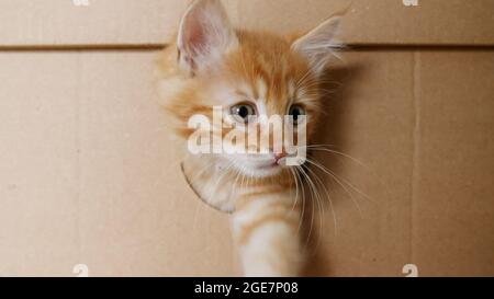 Adorable Ginger Kitten sortir de trou dans une boîte en carton. Hiding Cat dans la boîte. Banque D'Images