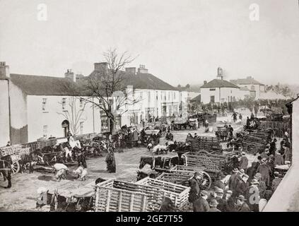 Vue de la fin du XIXe siècle sur une foire aux cochons, qui fait partie d'un marché agricole à Abbeyleix, une ville du comté de Laois (surnommée à l'époque le comté de Queen's, en Irlande. Abbeyleix moderne est l'une des plus anciennes villes immobilières d'Irlande. Il a été construit en grande partie au XVIIIe siècle par le vicomte de Vesci, mais l'inondation régulière de la rivière Nore a fait de la ville un endroit malsain pour vivre. Vers 1790, John Vesey a déterminé que l'emplacement de la ville n'était pas approprié pour ses locataires, il a conçu un nouveau et quand la vieille ville a été nivelée, les résidents ont déménagé à la nouvelle. Banque D'Images