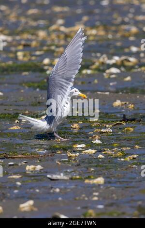 un mouette atterrit sur la plage à marée basse avec des ailes étirées de large Banque D'Images