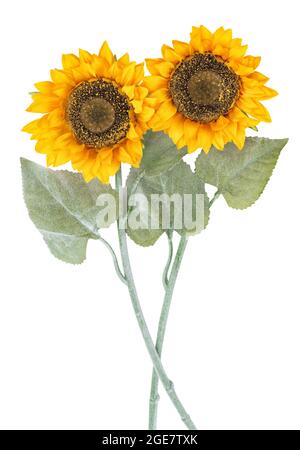 Tournesols isolés sur fond blanc. Deux fleurs avec masque Banque D'Images