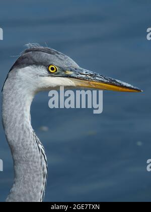 Un jeune héron pose pour un portrait, un oeil jaune brillant et des plumes soufflant dans la brise, devant l'eau bleue ondulée. Banque D'Images