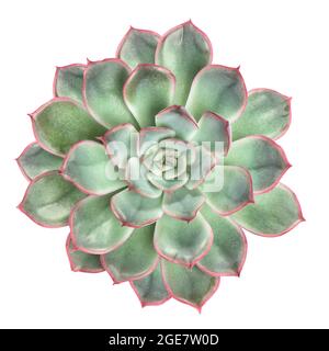 Plante de fleur succulente isolée sur fond blanc. Vue de dessus Banque D'Images