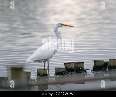 Grand Egret blanc (Ardae alba) Banque D'Images