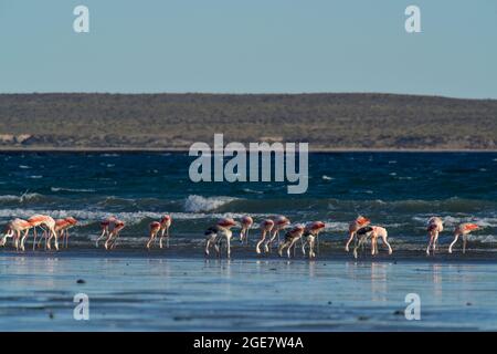 Les flamants se rassemblent dans la lagune de Pampas, province de la Pampa, Patagonie, Argentine. Banque D'Images