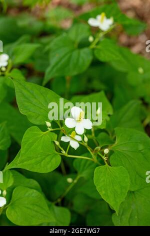 Houttuynia cordata, huttuynia à feuilles caloches, floraison avec arrière-plan de feuillage verdant Banque D'Images