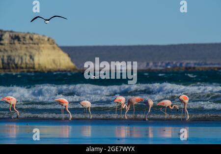 Les flamants se rassemblent dans la lagune de Pampas, province de la Pampa, Patagonie, Argentine. Banque D'Images