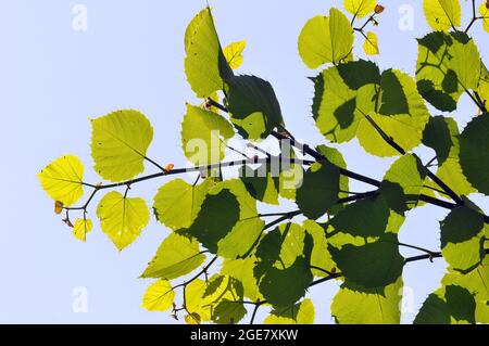 La chaux de Henry, Tilia henryana, szálkáslevelű hárs, Hongrie, Magyarország, Europe Banque D'Images