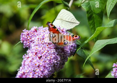 Un papillon de paon se nourrit d'une fleur de bourdleia à Devon, en Angleterre. Banque D'Images