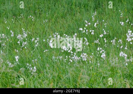 Coton de Scheuchzer, coton blanc, Wollgras de Scheuchzer, Alpen-Wollgras, Eriophorum scheuchzeri, Gyapjúsás, Europe Banque D'Images