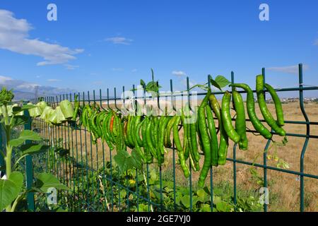 Poivrons verts frais pendus sur Fence pour le séchage au soleil Banque D'Images