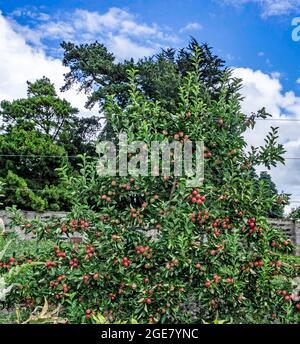 un pommier spécialement formé, avec des pommes rouges mûres formées pour se répandre le long d'un système de fil galvanisé. Banque D'Images