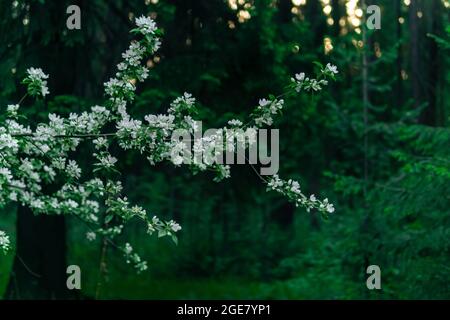 paysage de printemps, branche de pommier en fleur sur le fond de forêt floue du matin Banque D'Images