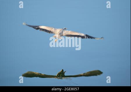 Belle vue matinale sur le héron gris volant (Ardea cinerea) avec réflexion dans l'eau dans le port de Dun Laoghaire (West Pier), Dublin, Irlande Banque D'Images