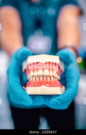 Mâchoire humaine pour la formation dentaire. Gros plan sur un modèle dentaire, dents en plastique blanc dans les mains du médecin dans des gants médicaux bleus. Banque D'Images