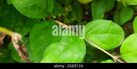 La teigne de Diamondback sur une plante verte Banque D'Images