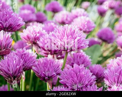 Fleurs de ciboulette sauvages. Le nom latin est Allium schoenoprasum. Gros plan de magnifiques fleurs violettes dans le jardin de printemps sur fond vert flou. Sélectif Banque D'Images