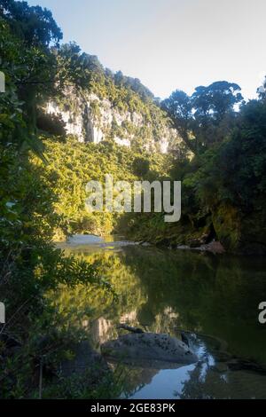 Falaises calcaires au bord de la rivière Pororari sur la piste de Paparoa, (l'une des grandes promenades de Nouvelle-Zélande), parc national de Paparoa, côte ouest, Île du Sud, Nouvelle-Zélande Banque D'Images