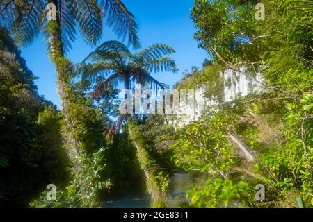 Falaises calcaires au bord de la rivière Pororari sur la piste de Paparoa, (l'une des grandes promenades de Nouvelle-Zélande), parc national de Paparoa, côte ouest, Île du Sud, Nouvelle-Zélande Banque D'Images