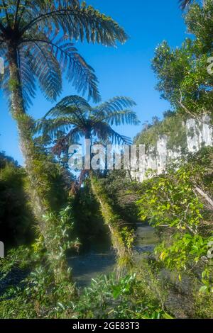 Falaises calcaires au bord de la rivière Pororari sur la piste de Paparoa, (l'une des grandes promenades de Nouvelle-Zélande), parc national de Paparoa, côte ouest, Île du Sud, Nouvelle-Zélande Banque D'Images