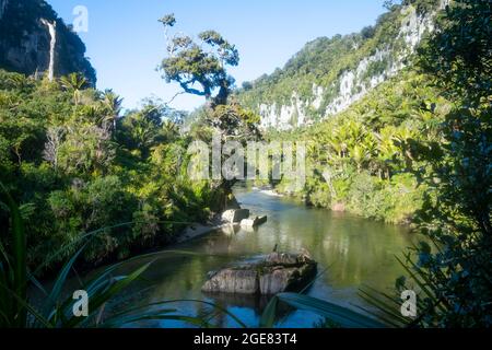 Falaises calcaires au bord de la rivière Pororari sur la piste de Paparoa, (l'une des grandes promenades de Nouvelle-Zélande), parc national de Paparoa, côte ouest, Île du Sud, Nouvelle-Zélande Banque D'Images