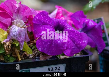 un paquet de pétunias violets mis en vente dans une pépinière Banque D'Images