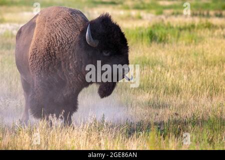 Le bison des États-Unis (bison des bisons) qui colle à la langue pendant la rut - Rocky Mountain Arsenal National Wildlife refuge, Commerce City, près de Denver, Colora Banque D'Images