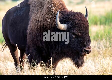 Bison américaine masculine (Bison bison) - Rocky Mountain Arsenal National Wildlife refuge, Commerce City, près de Denver, Colorado Banque D'Images