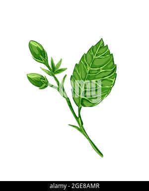 Illustration numérique dessin hibiscus plante sous forme de fleur et de feuilles sur un fond blanc isolé. Illustration de haute qualité Banque D'Images