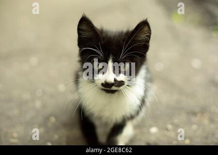 Portrait avec un chat et une moustache. Chaton drôle avec une couleur inhabituelle. La moustache noire dans la rue. Banque D'Images