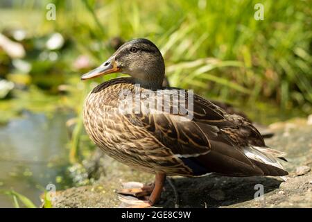 Canard sur la rive de l'étang. Bec de canard à proximité. La sauvagine dans le parc de la ville. Banque D'Images