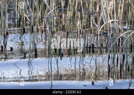 fines herbes de réedy qui poussent hors de l'eau au bord d'un lac Banque D'Images