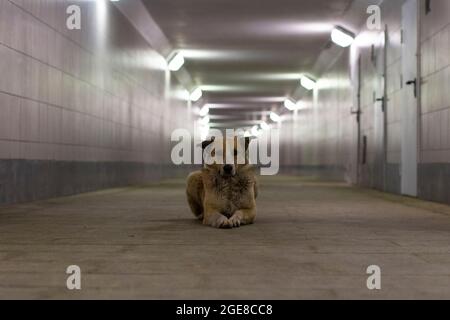 Chien sans abri dans le tunnel. Le chien vit dans la rue. L'animal est à la recherche d'un maître. Chien sans abri la nuit dans une traversée piétonne. Banque D'Images