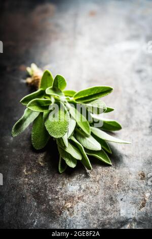 Bouquet de feuilles de sauge verte fraîche sur fond rustique. Mise au point sélective. Banque D'Images