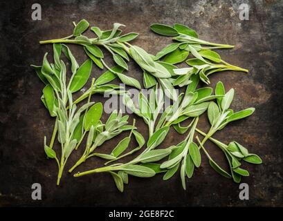 Feuilles de sauge vert frais sur fond rustique. Mise au point sélective. Banque D'Images