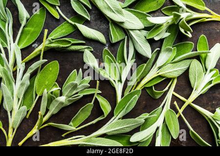 Feuilles de sauge vert frais sur fond rustique. Mise au point sélective. Banque D'Images