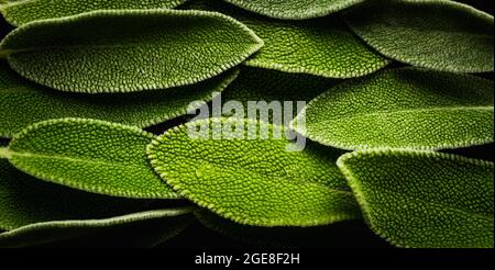 Feuilles de sauge vert frais sur fond rustique. Mise au point sélective. Banque D'Images