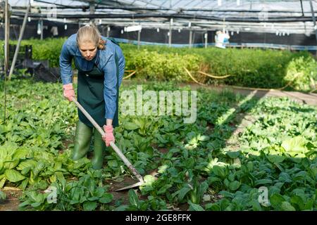 Femme agriculteur jardinage dans la serre Banque D'Images